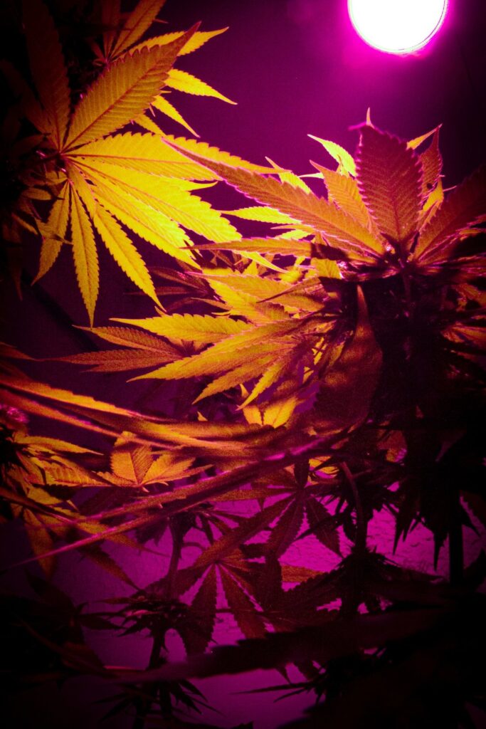 Prva članica EU koja je legalizirala kanabis